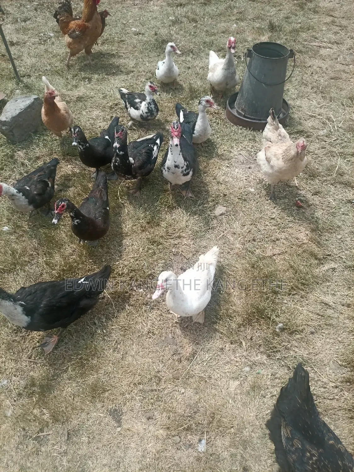 Muscovy Ducks