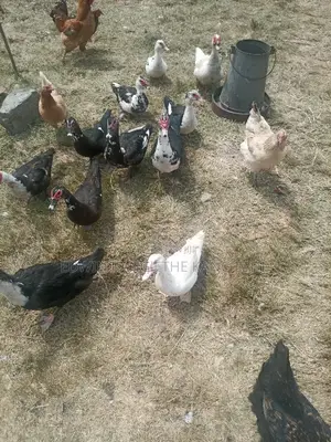 Muscovy Ducks
