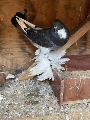 Pomeranian Pouter Upcoming - thumbnail 2