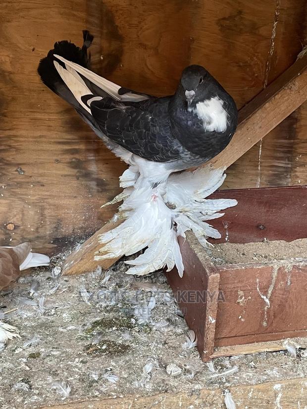 Pomeranian Pouter Upcoming - main view