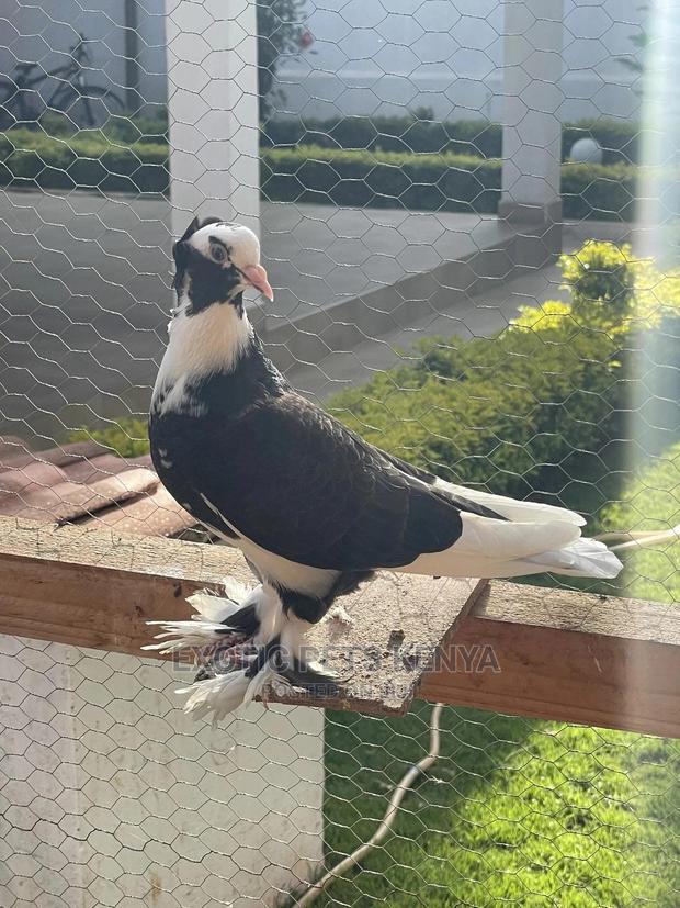 Fancy Pigeons With Crown And Socks - main view
