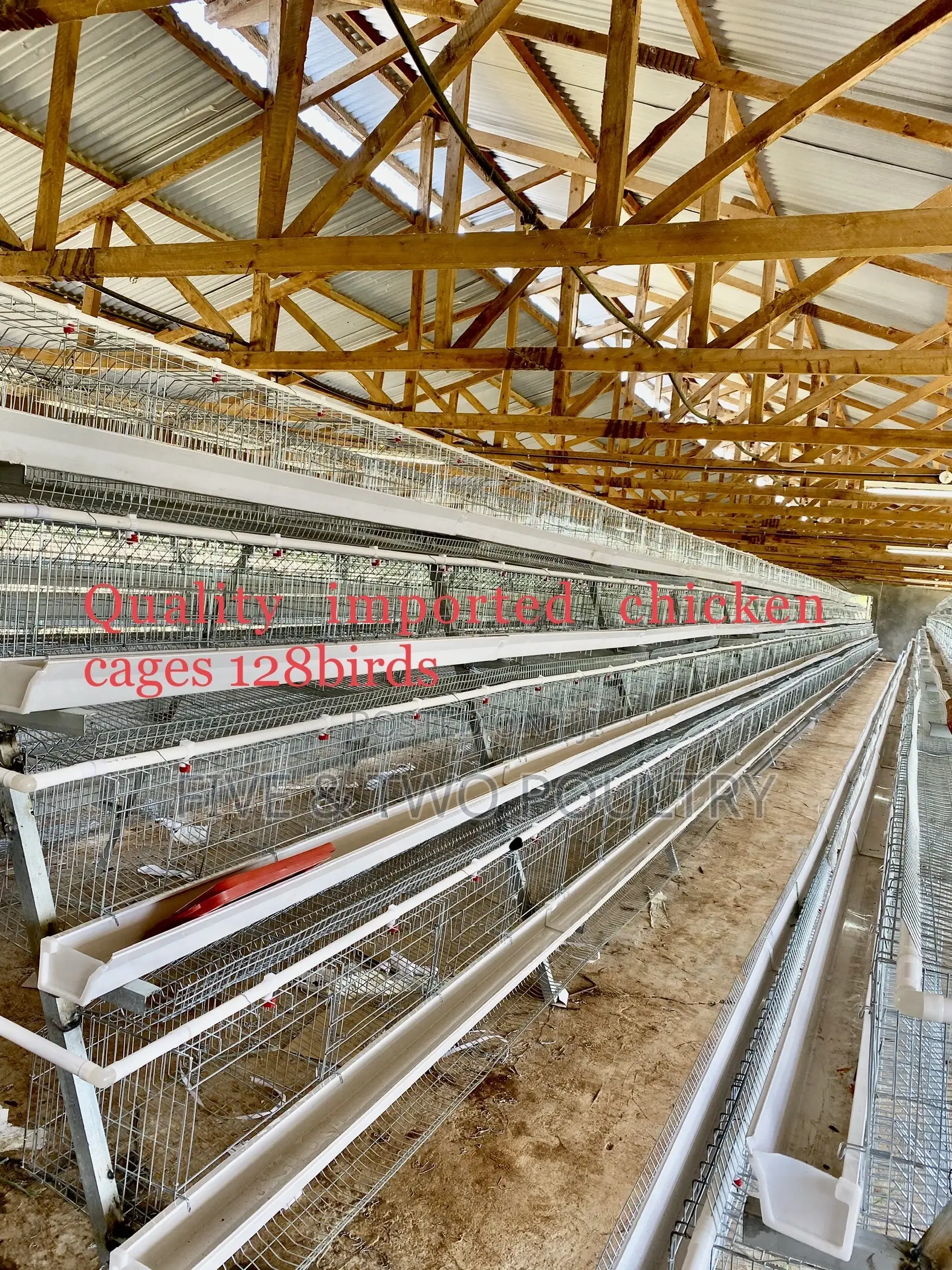Quality Chicken Cages
