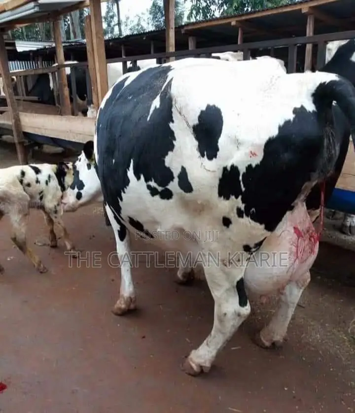 Livestock ( Dairy Farming)