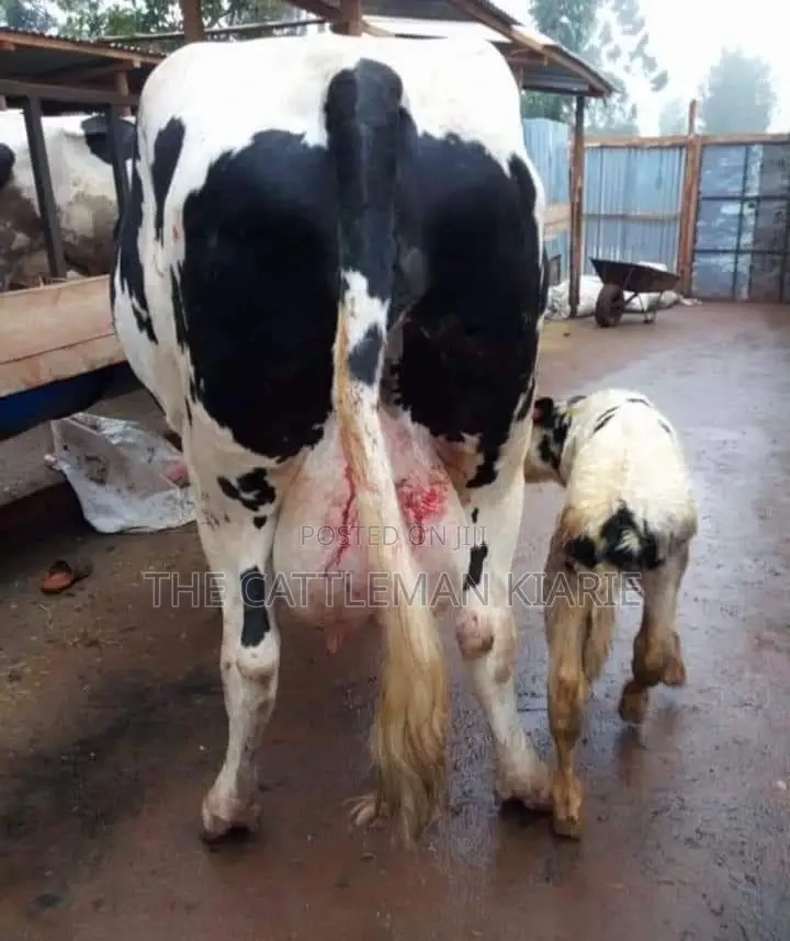 Livestock ( Dairy Farming)
