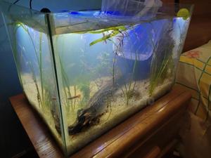 Nano Planted Aquariums - thumbnail 2