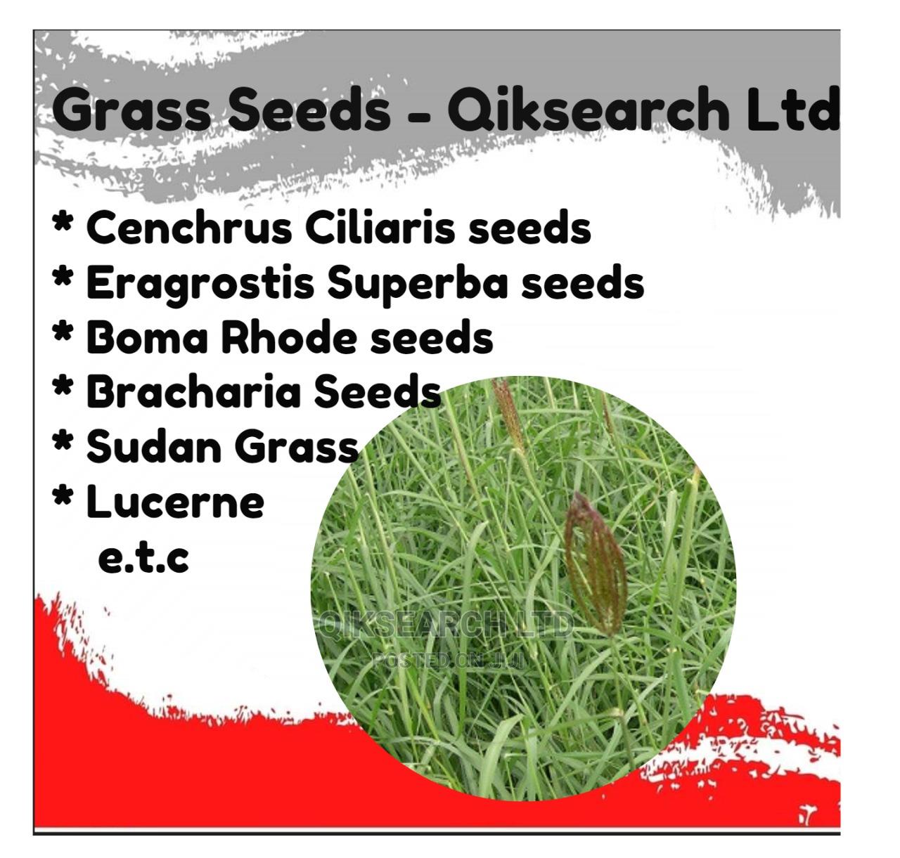 Boma Rhodes Seeds African Foxtail Eragrostis Superba Lucerne in Nairobi