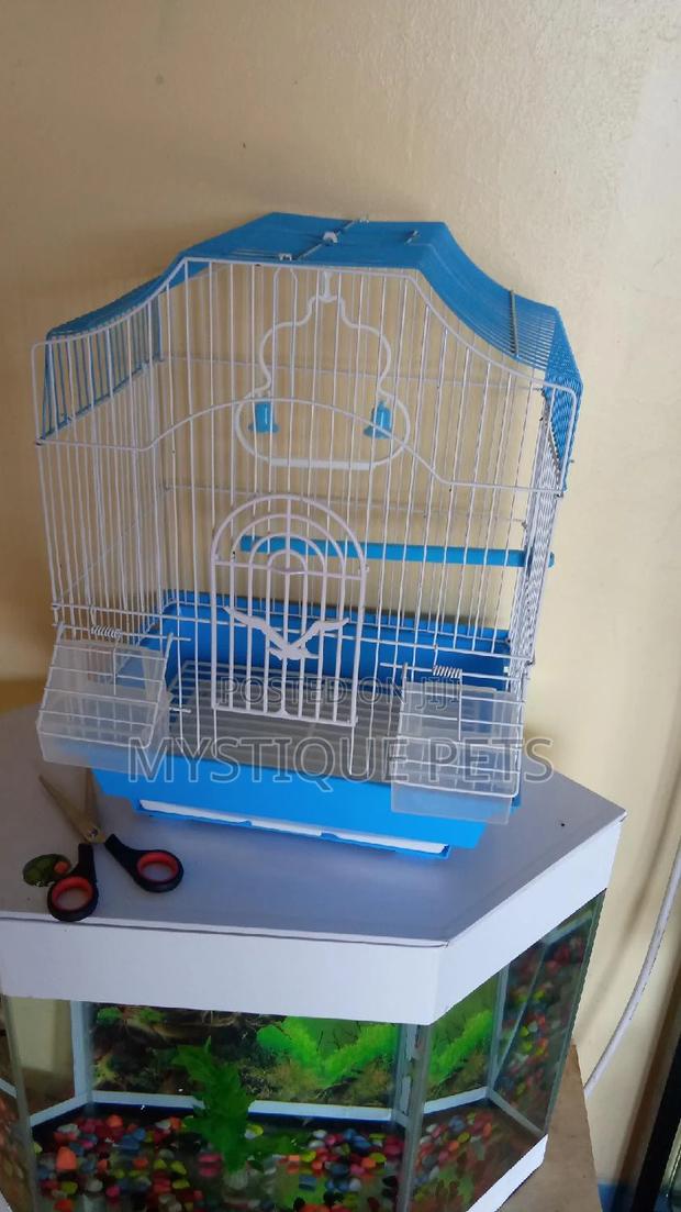 Lover Birds - thumbnail 3