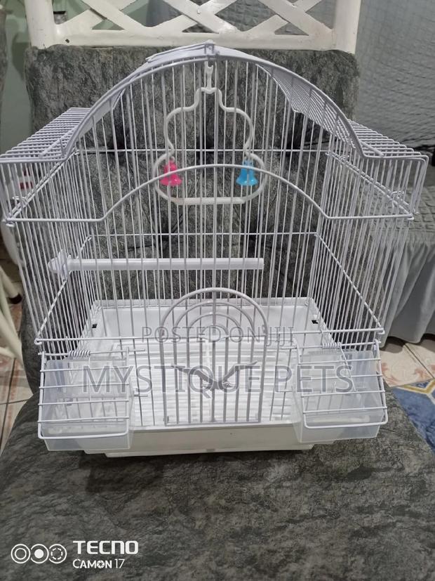 Lover Birds - thumbnail 5