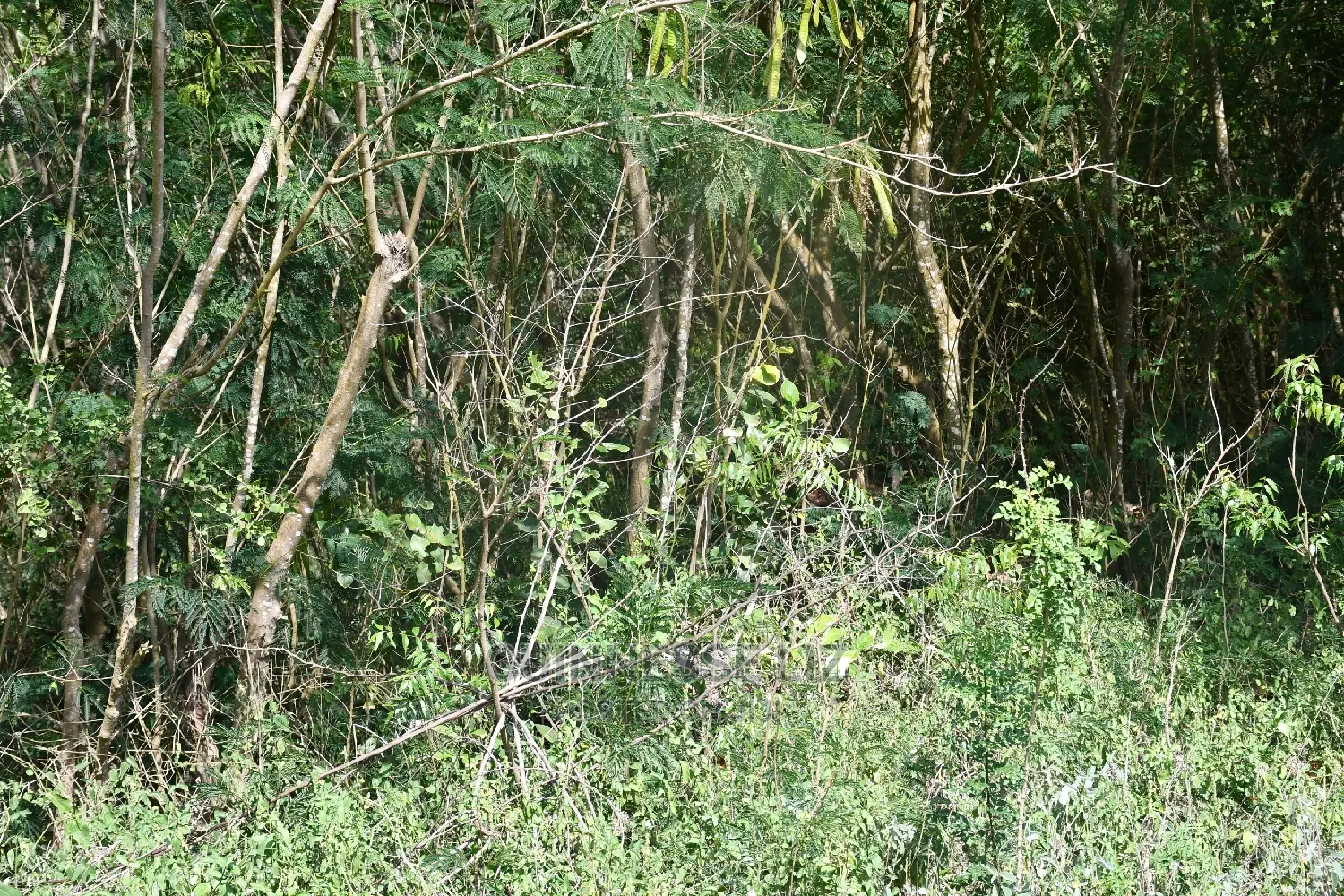 Kilifi Plantation One Acre Land