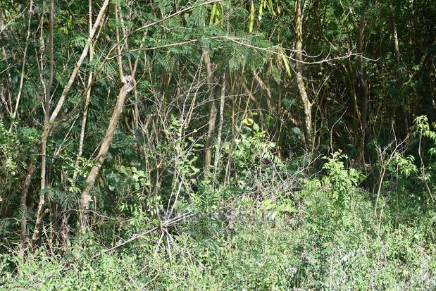 Kilifi Plantation One Acre Land - thumbnail 11