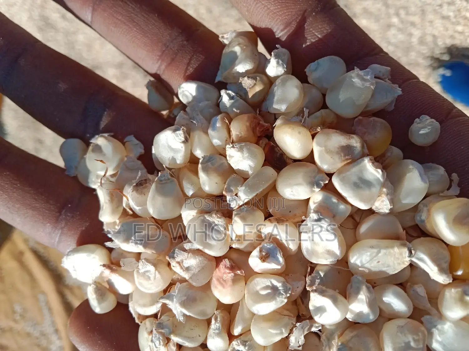 Maize For Sale Available In Bulk