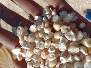 Maize For Sale Available In Bulk