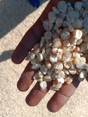Maize For Sale Available In Bulk