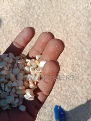 Maize For Sale Available In Bulk