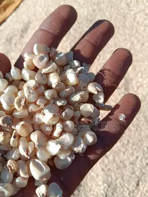 Maize For Sale Available In Bulk