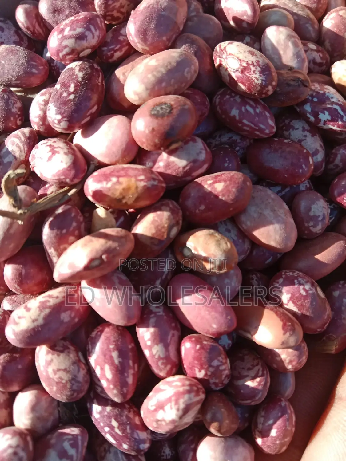 New Saitoti Beans Available for Sale