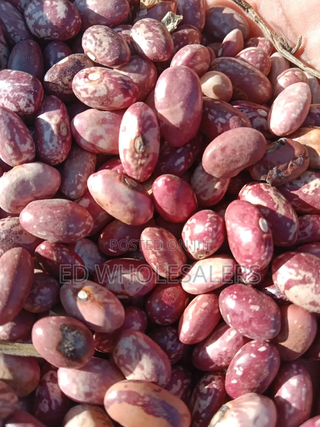 New Saitoti Beans Available for Sale