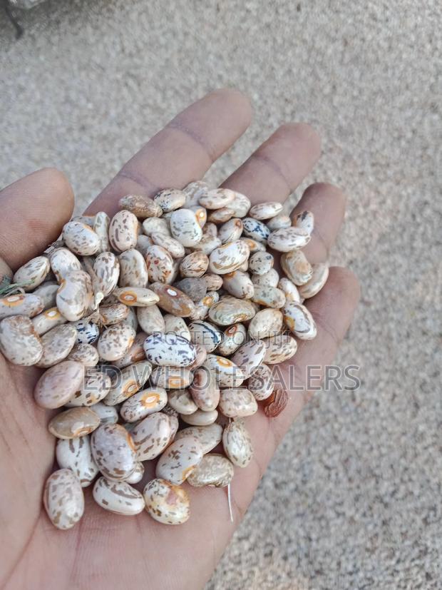 Dry Sura Mbaya Available in Bulk Per Kilogram - main view