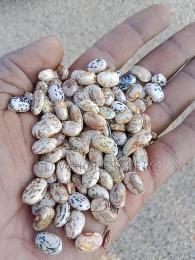 Dry Sura Mbaya Available in Bulk Per Kilogram - thumbnail 3