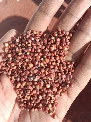 Dry and Clean Sorghum Available
