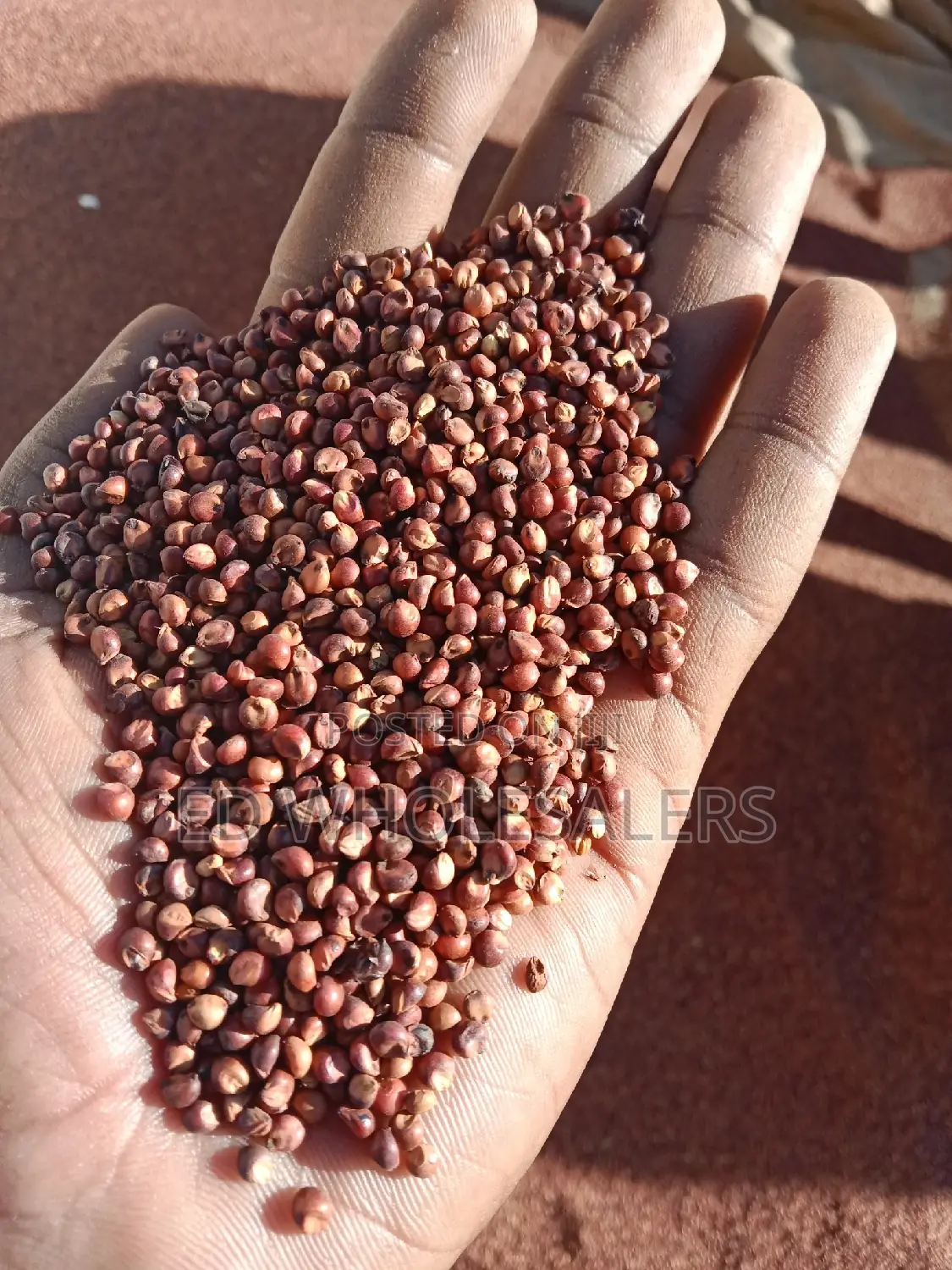 Dry and Clean Sorghum Available