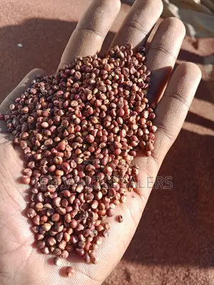 Dry and Clean Sorghum Available