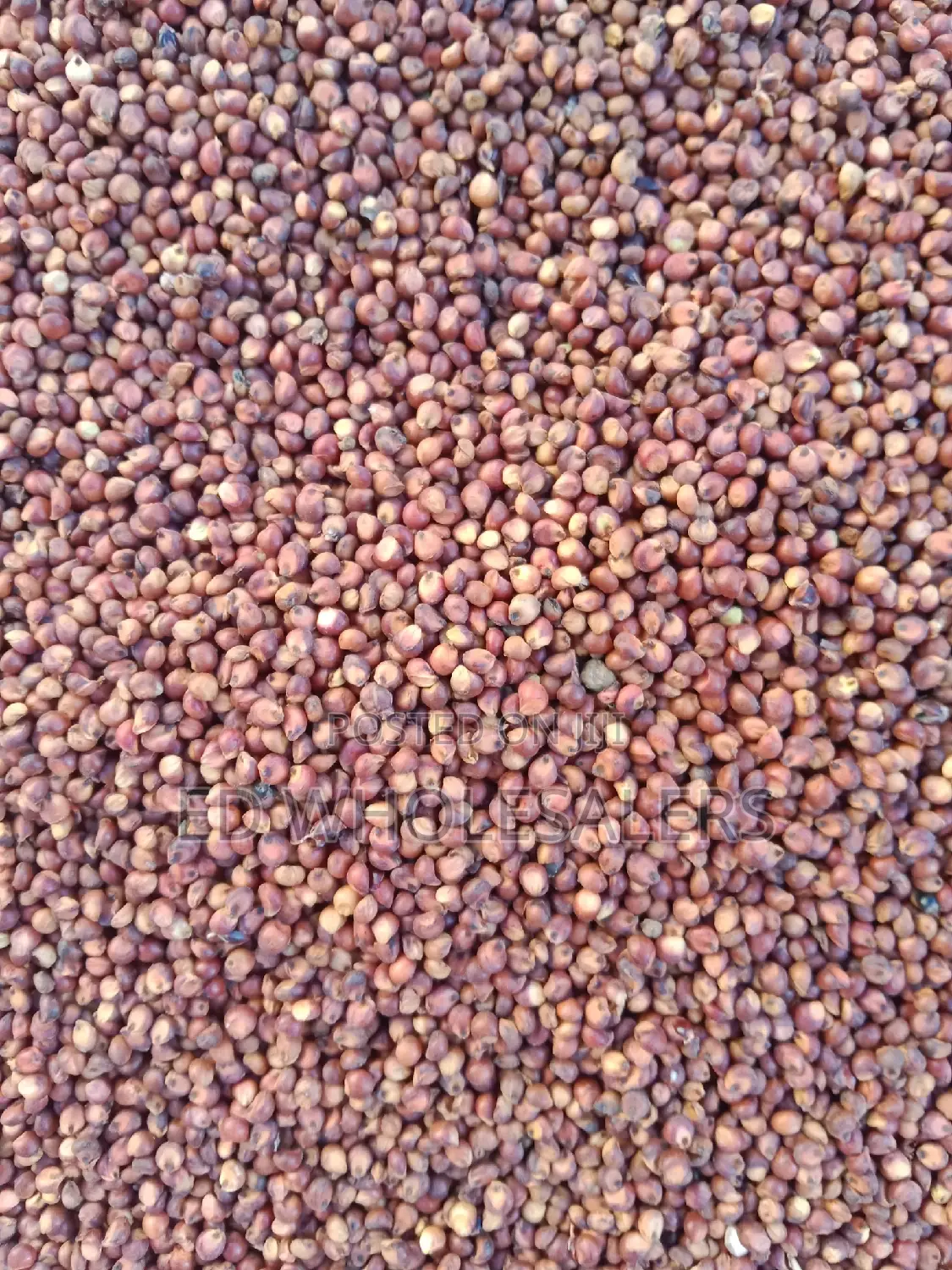 Dry and Clean Sorghum Available