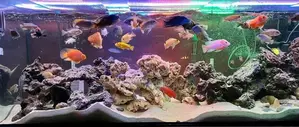 Cichlid Tank, Aquarium Designed to Keep Cichlids Aquarium