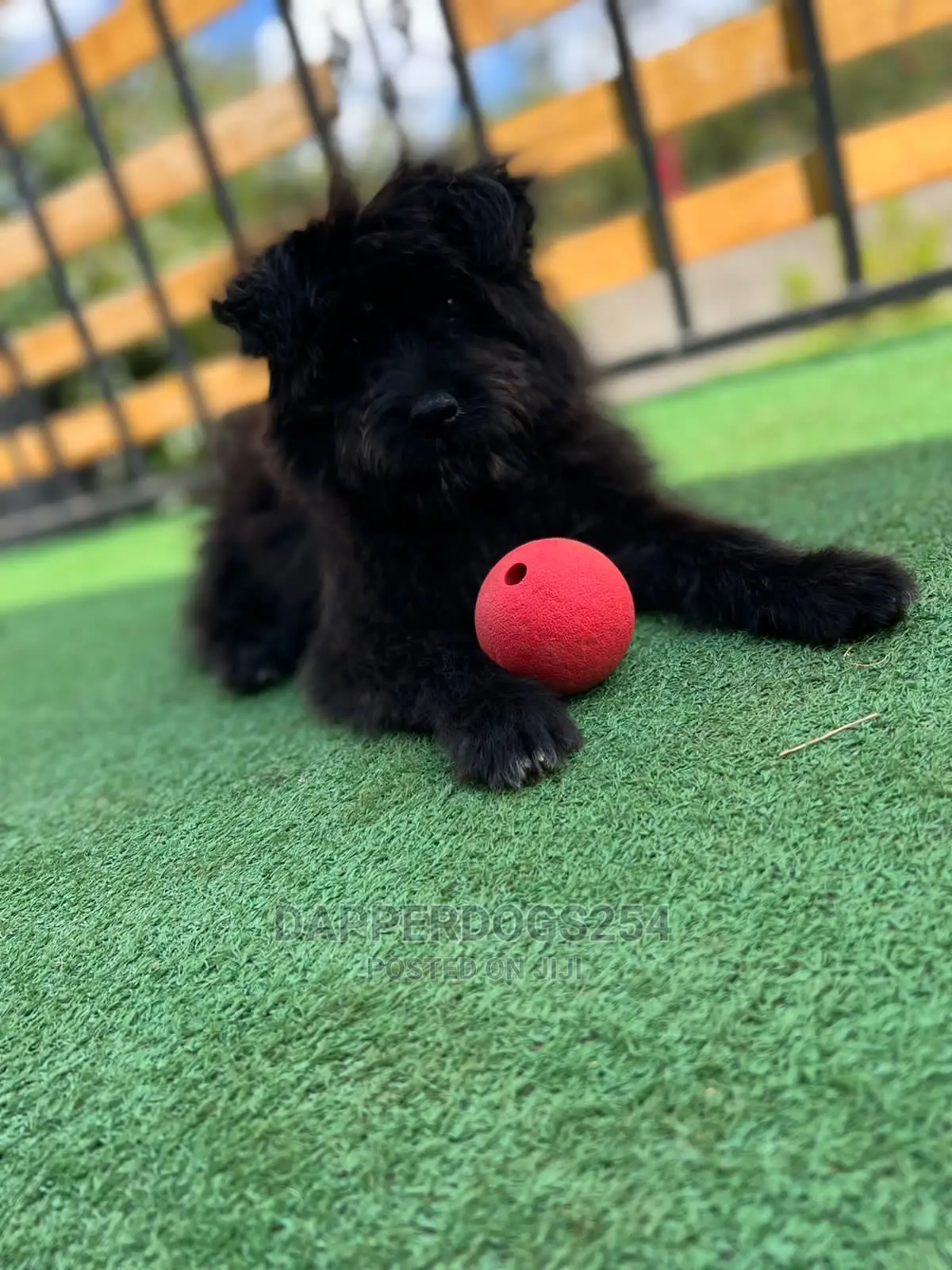 1-3 Months Male Purebred Havanese