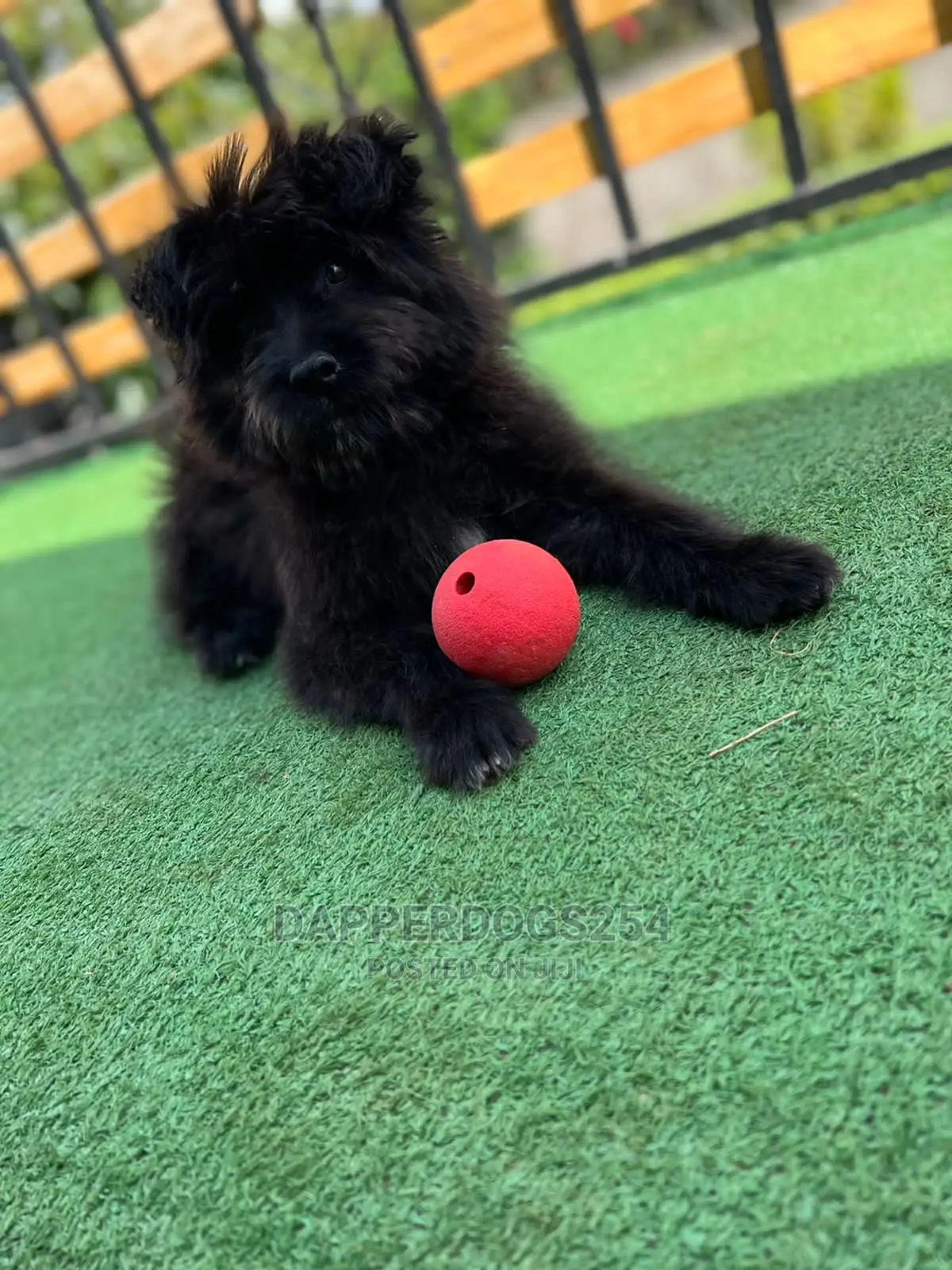 1-3 Months Male Purebred Havanese