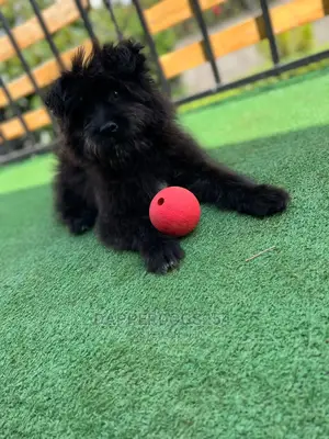 1-3 Months Male Purebred Havanese