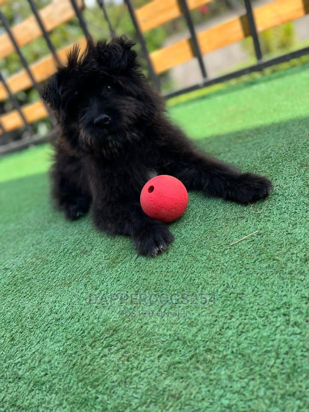 1-3 Months Male Purebred Havanese