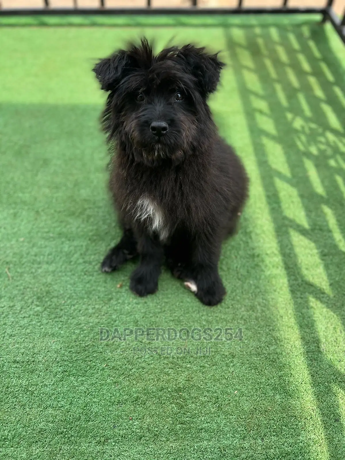 1-3 Months Male Purebred Havanese