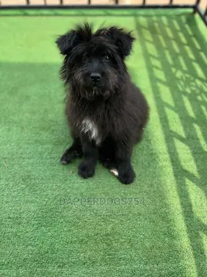 1-3 Months Male Purebred Havanese