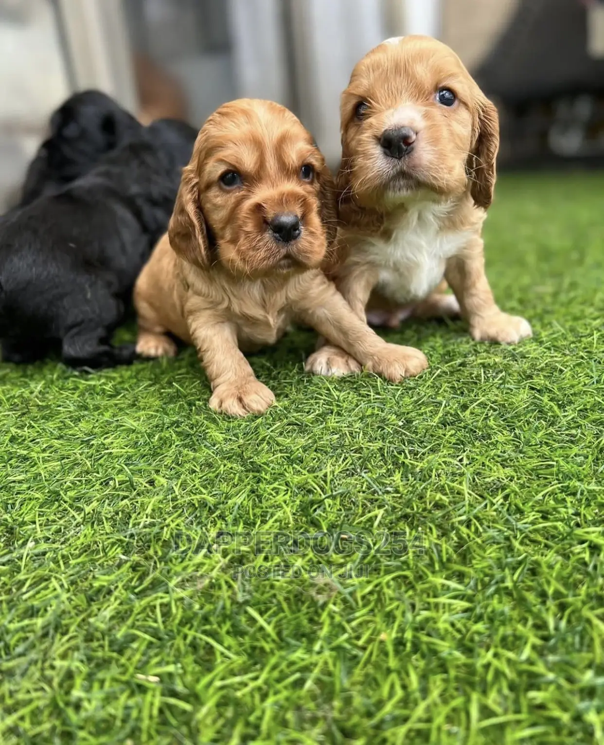 1-3 Months Male Purebred Cocker Spaniel