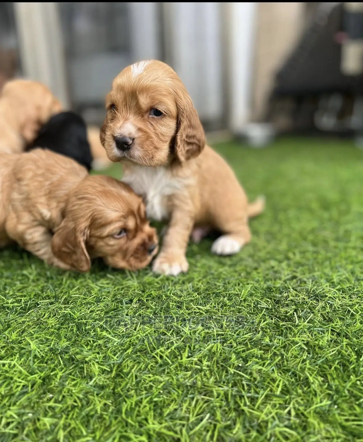 1-3 Months Male Purebred Cocker Spaniel