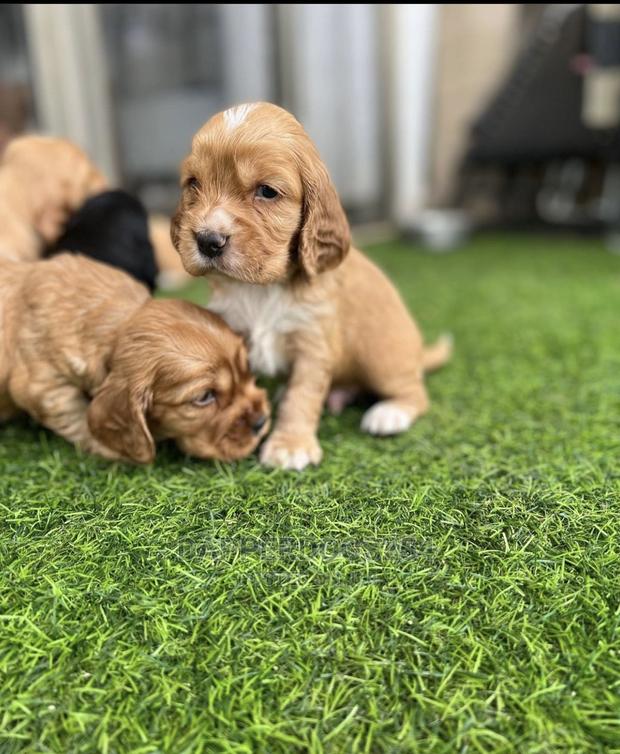 1-3 Months Male Purebred Cocker Spaniel - thumbnail 2