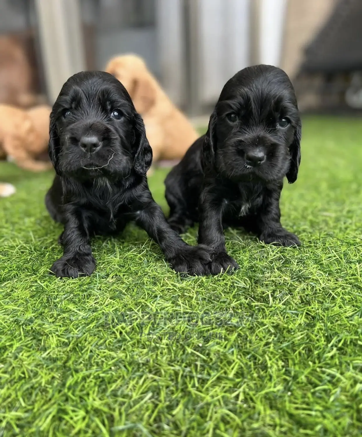 1-3 Months Male Purebred Cocker Spaniel