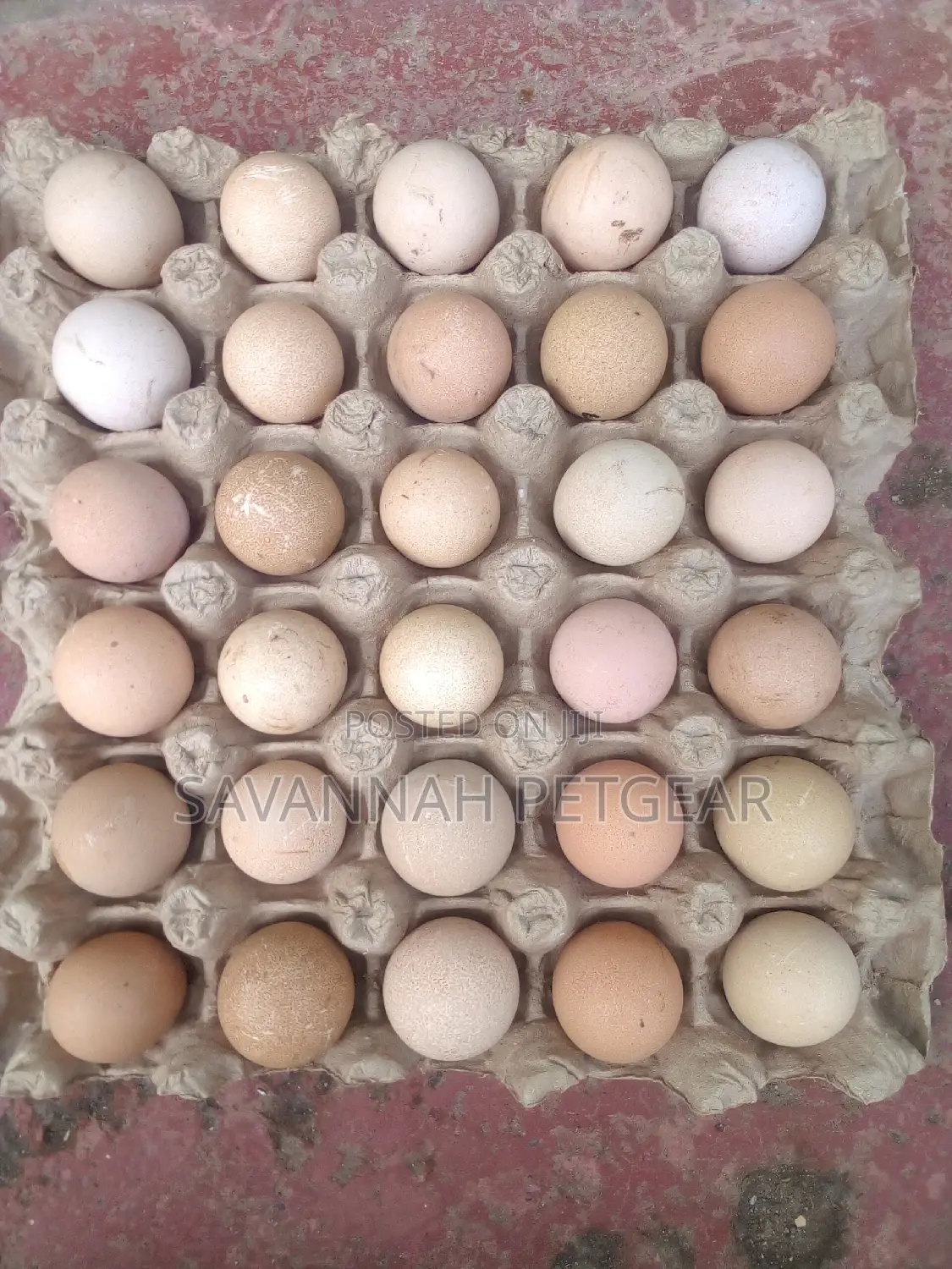 High Quality Fresh Kanga Eggs for Incubation Guinea Fowl Egg