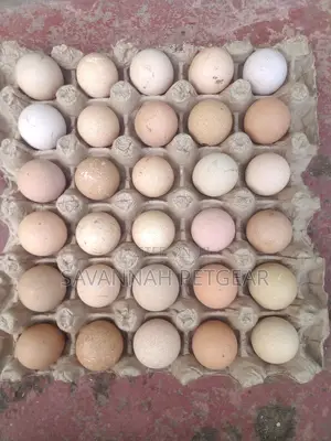 High Quality Fresh Kanga Eggs for Incubation Guinea Fowl Egg