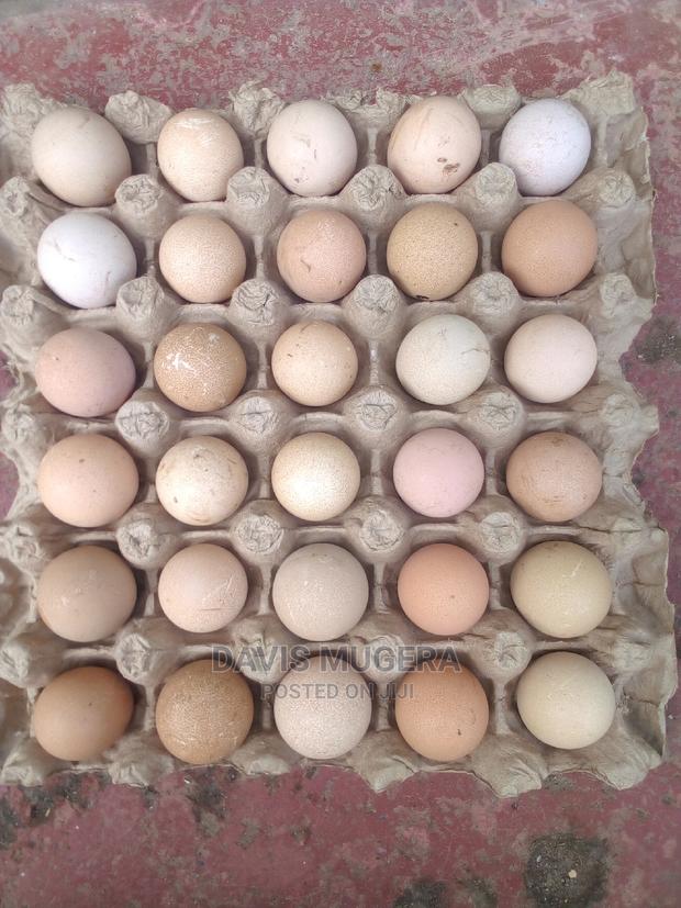 High Quality Fresh Kanga Eggs for Incubation Guinea Fowl Egg - thumbnail 3
