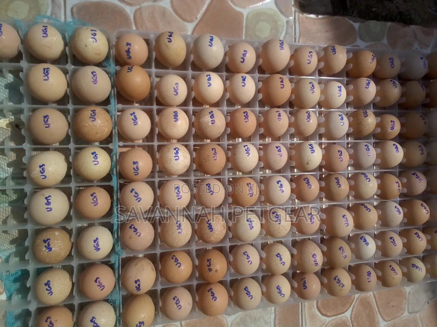 High Quality Fresh Kanga Eggs for Incubation Guinea Fowl Egg