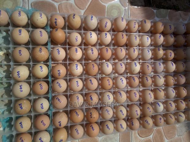 High Quality Fresh Kanga Eggs for Incubation Guinea Fowl Egg - thumbnail 2