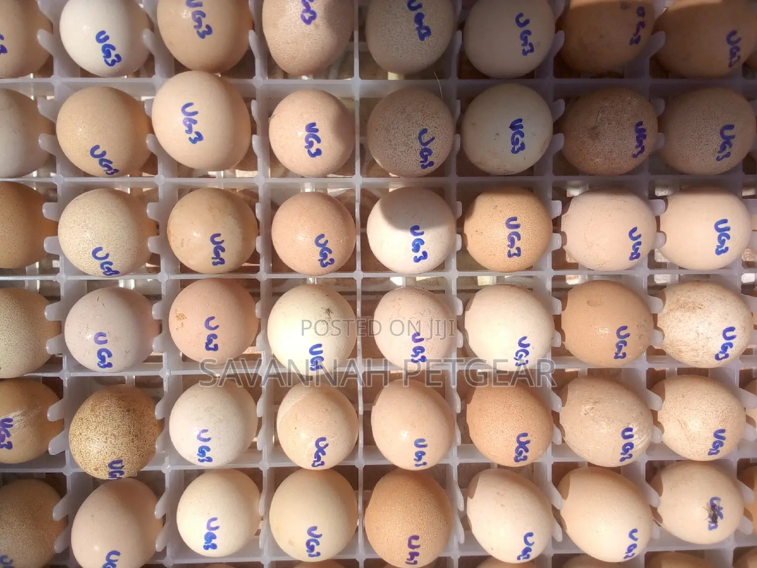 High Quality Fresh Kanga Eggs for Incubation Guinea Fowl Egg