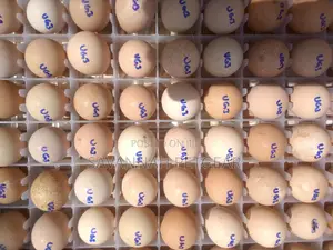 High Quality Fresh Kanga Eggs for Incubation Guinea Fowl Egg