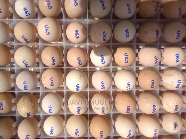High Quality Fresh Kanga Eggs for Incubation Guinea Fowl Egg - main view