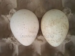 High Quality Fresh Kanga Eggs for Incubation Guinea Fowl Egg
