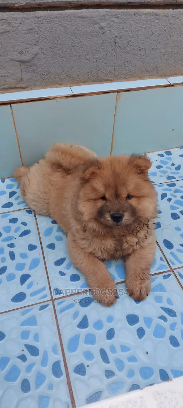 1-3 Months Male Purebred Chow Chow