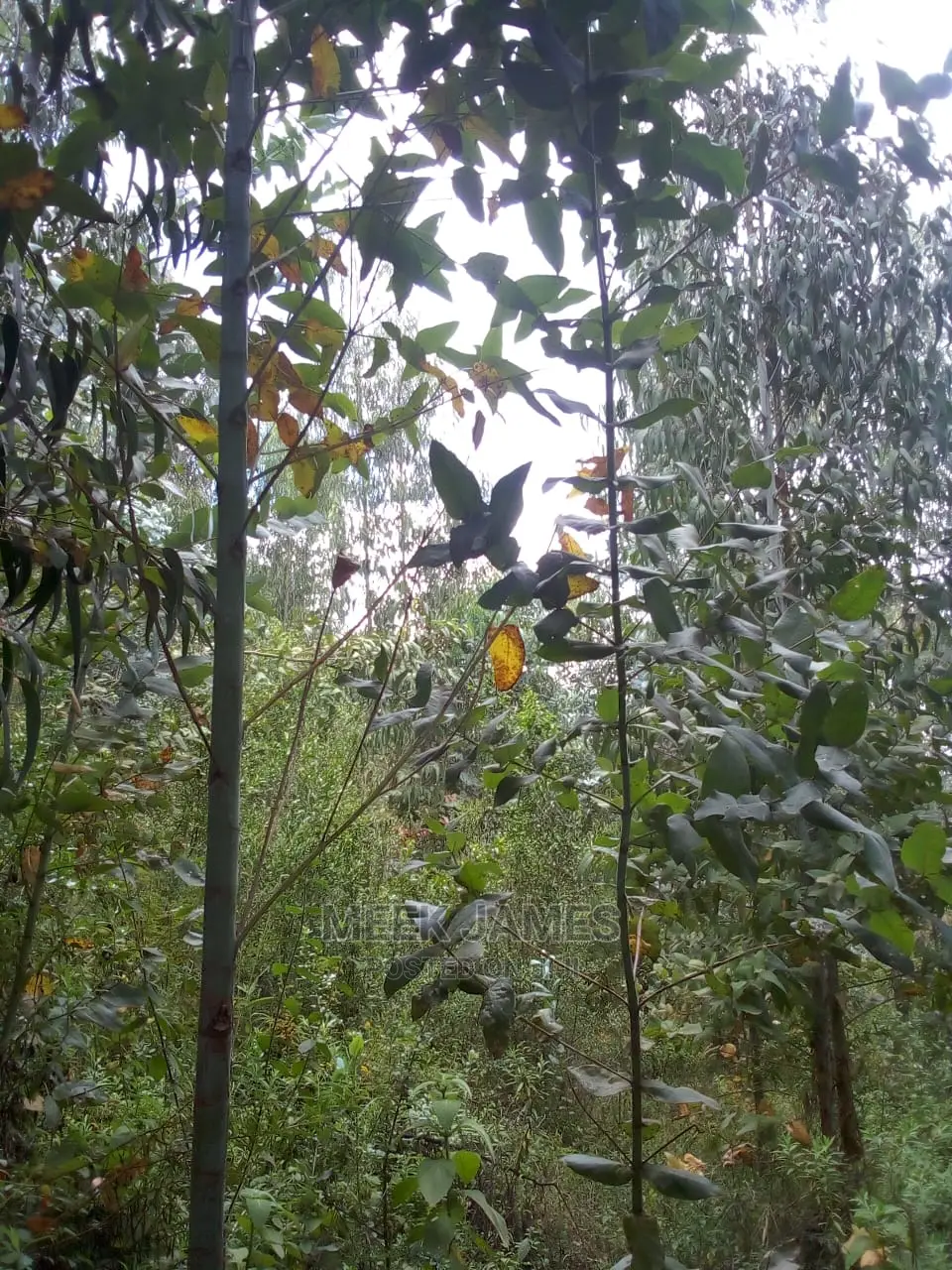 Quick Sale 2 Acres of Land