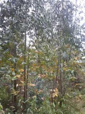 Quick Sale 2 Acres of Land